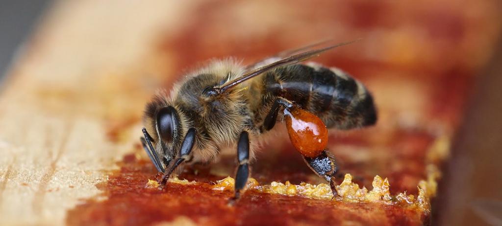 Пчела выделяет прополис.