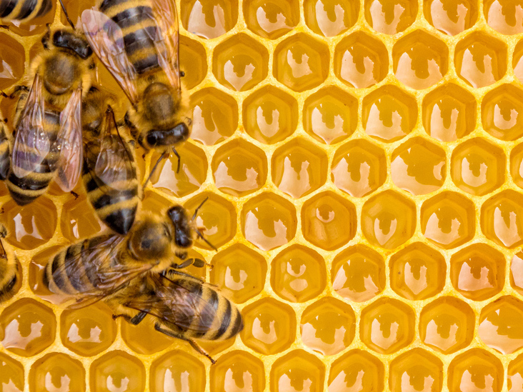 Применение продуктов пчеловодства