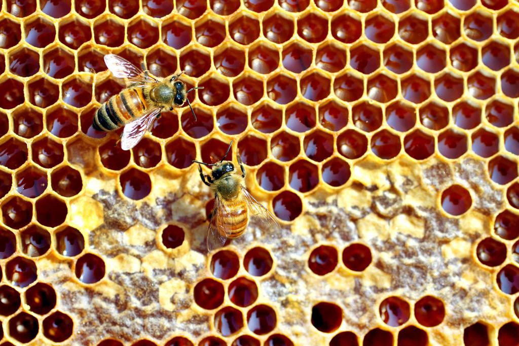 Борьба медом