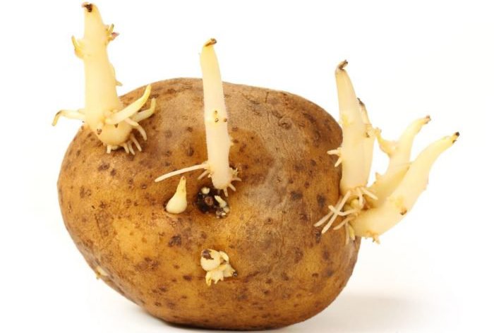 проросший картофель