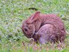 Как вылечить кролика от миксоматоза народными средствами