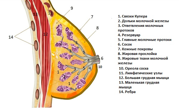 Анатомия молочной железы