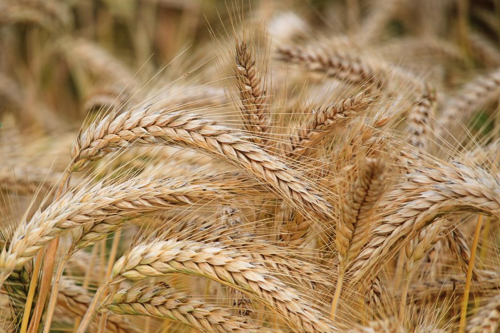 Лечение зернами пшеницы